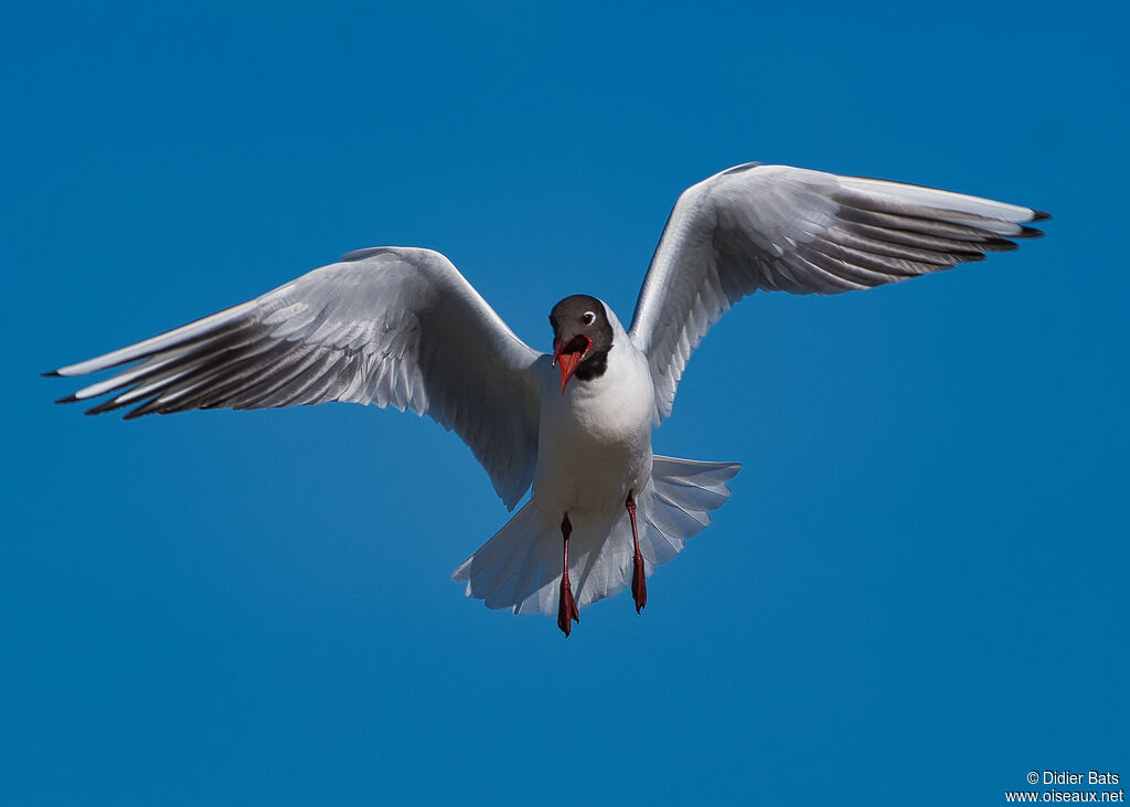 Black-headed Gulladult breeding