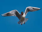 Mouette rieuse