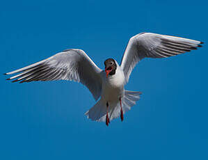 Mouette rieuse