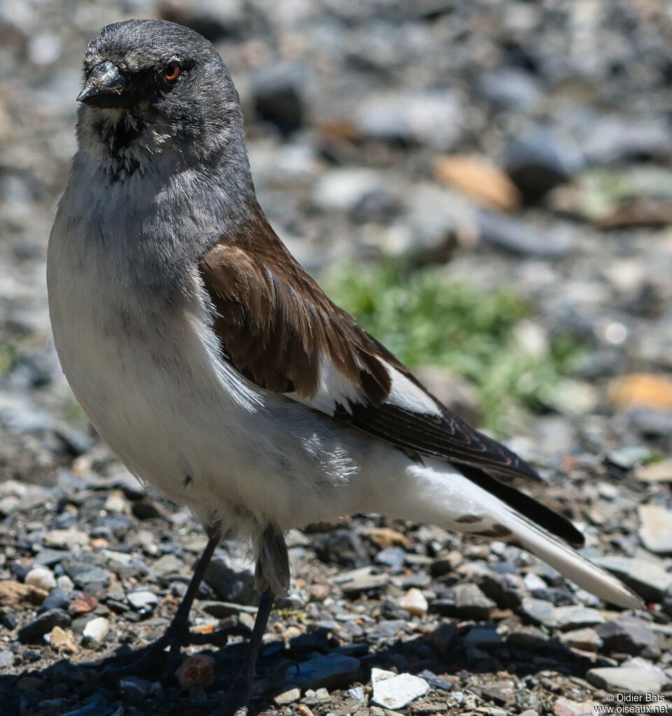 Niverolle alpineadulte