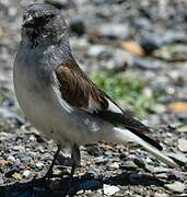 White-winged Snowfinch