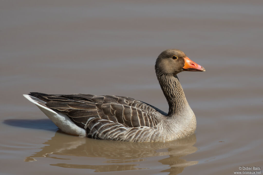 Greylag Goose