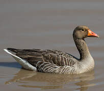 Greylag Goose