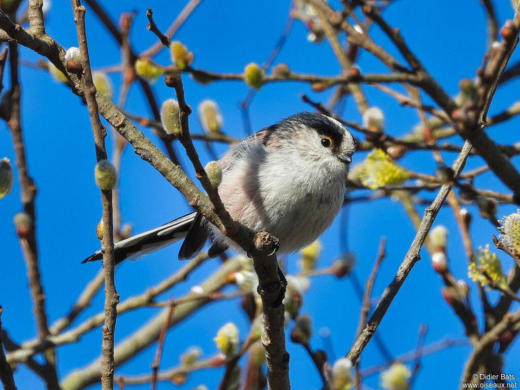 Long-tailed Tit