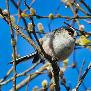 Long-tailed Tit