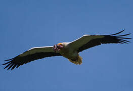 Egyptian Vulture