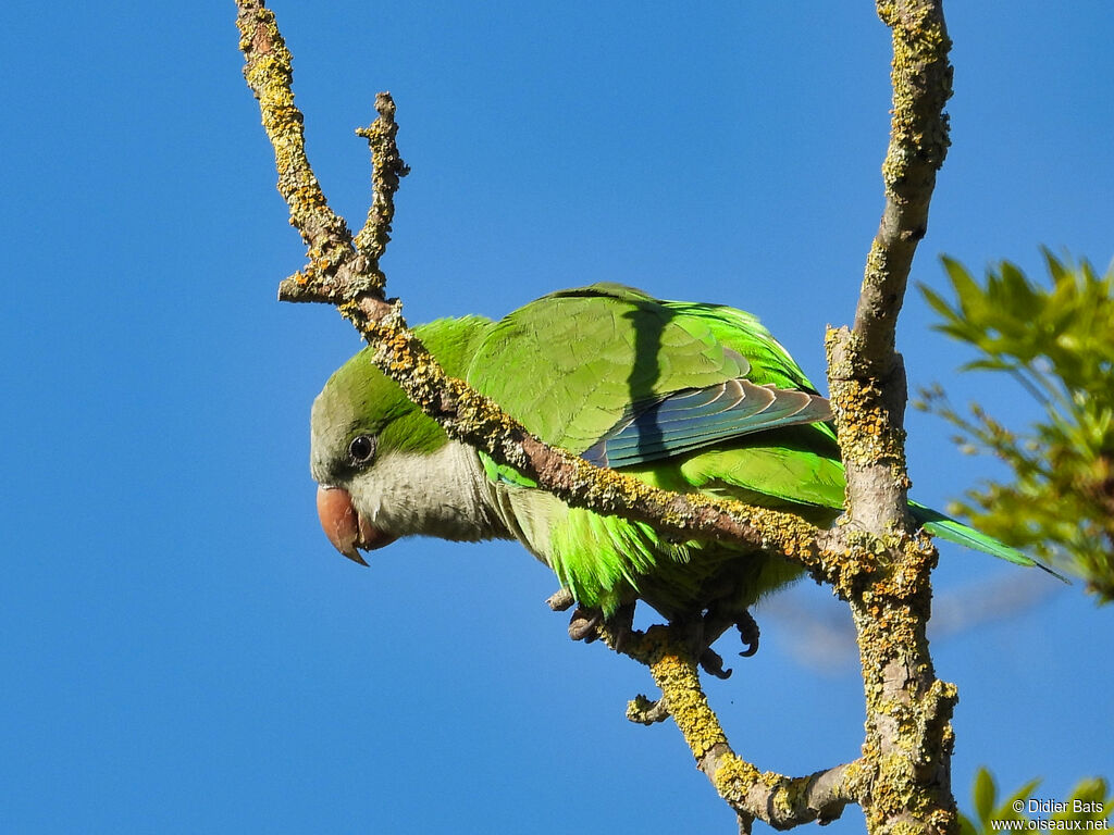 Monk Parakeet