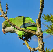 Monk Parakeet