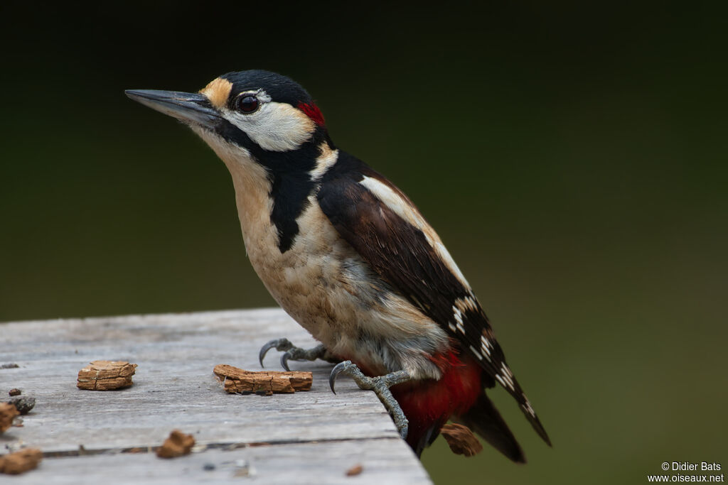 Great Spotted Woodpecker