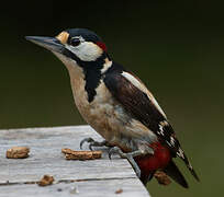 Great Spotted Woodpecker