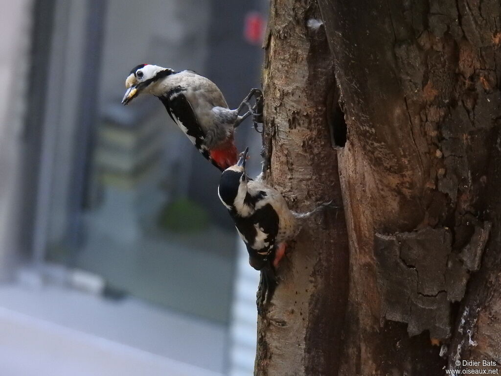 Syrian Woodpecker