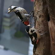 Syrian Woodpecker