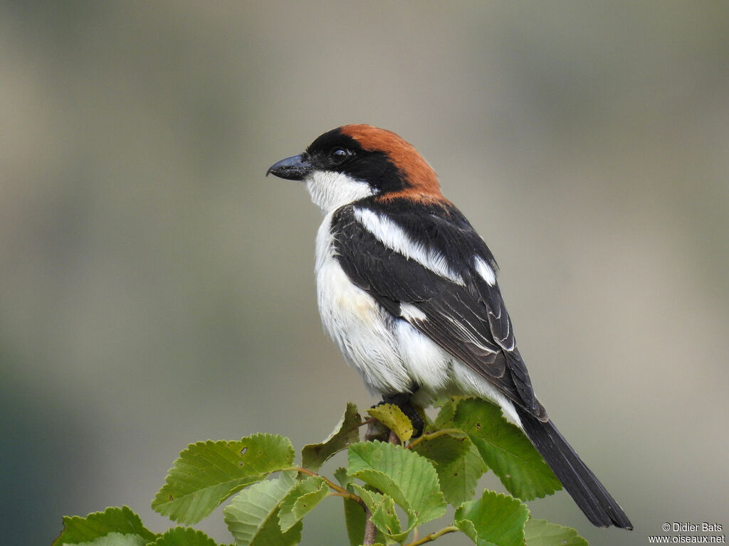 Woodchat Shrike