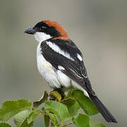 Woodchat Shrike