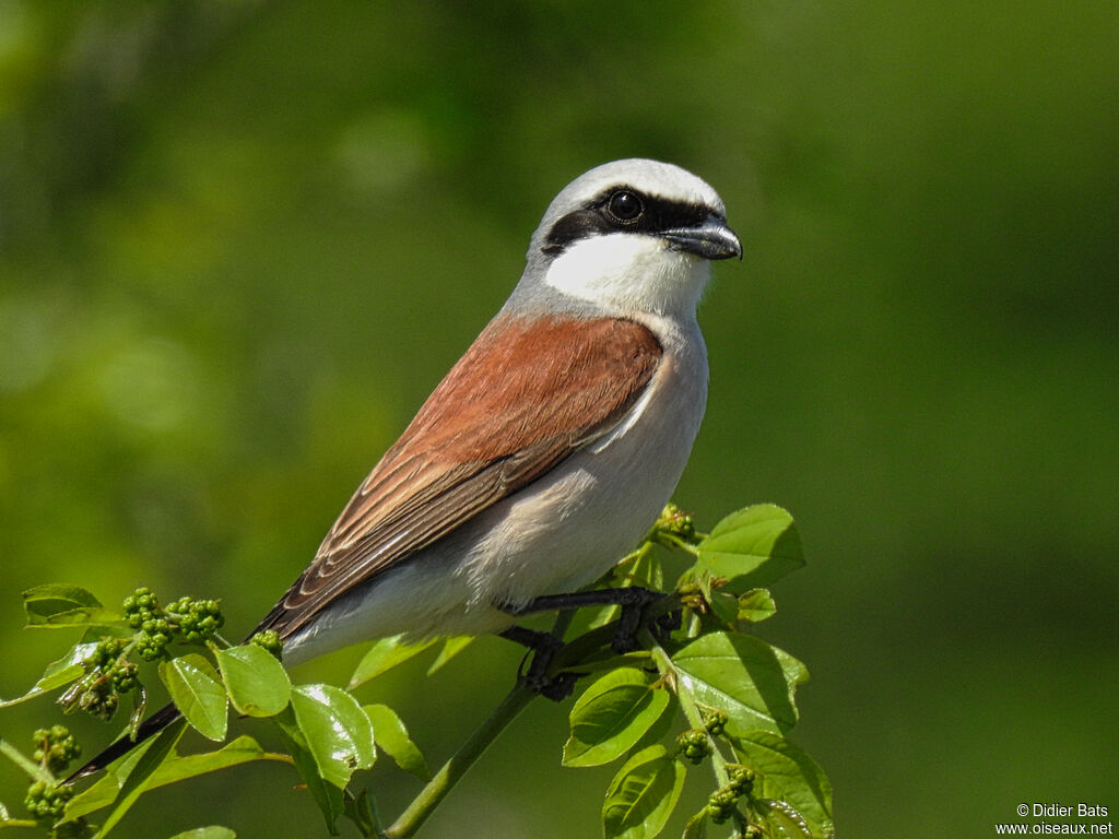 Pie-grièche écorcheur