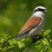 Red-backed Shrike