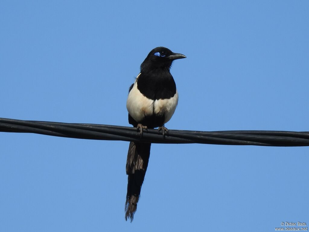 Maghreb Magpie