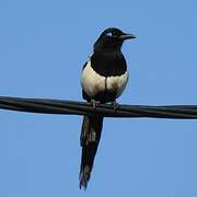 Maghreb Magpie