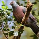 Pigeon de Bolle