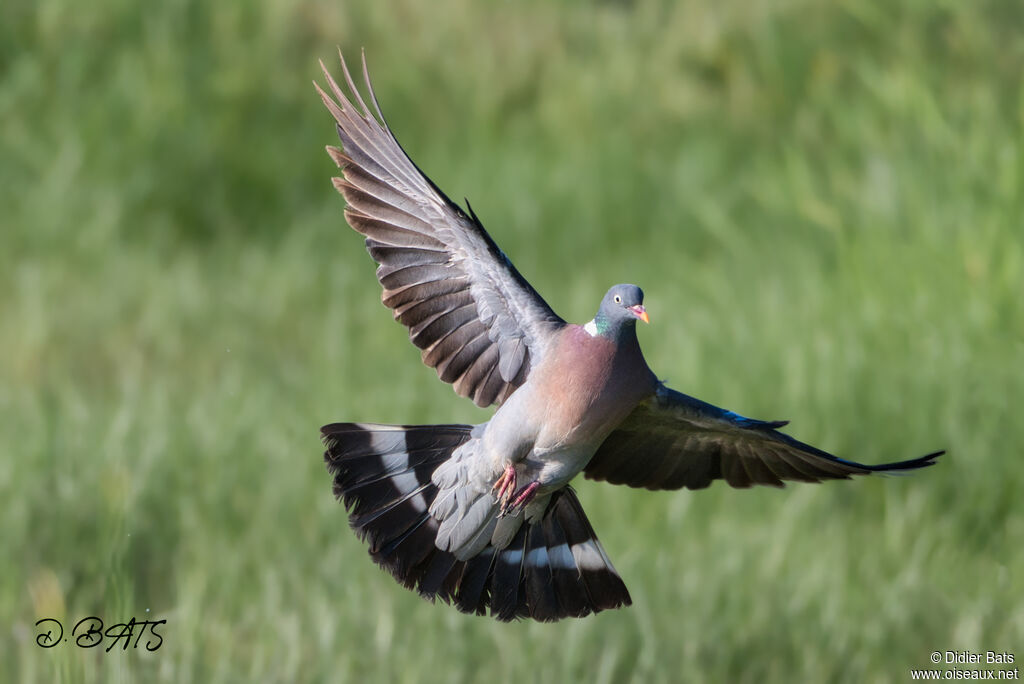 Common Wood Pigeon