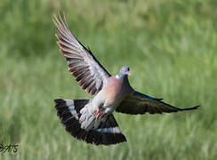 Common Wood Pigeon