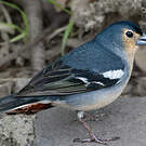 Pinson des Canaries