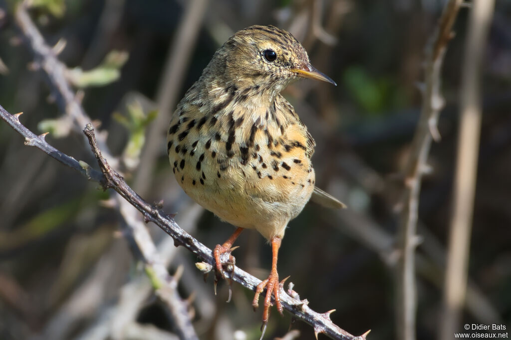 Meadow Pipit