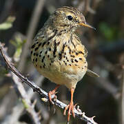 Pipit farlouse