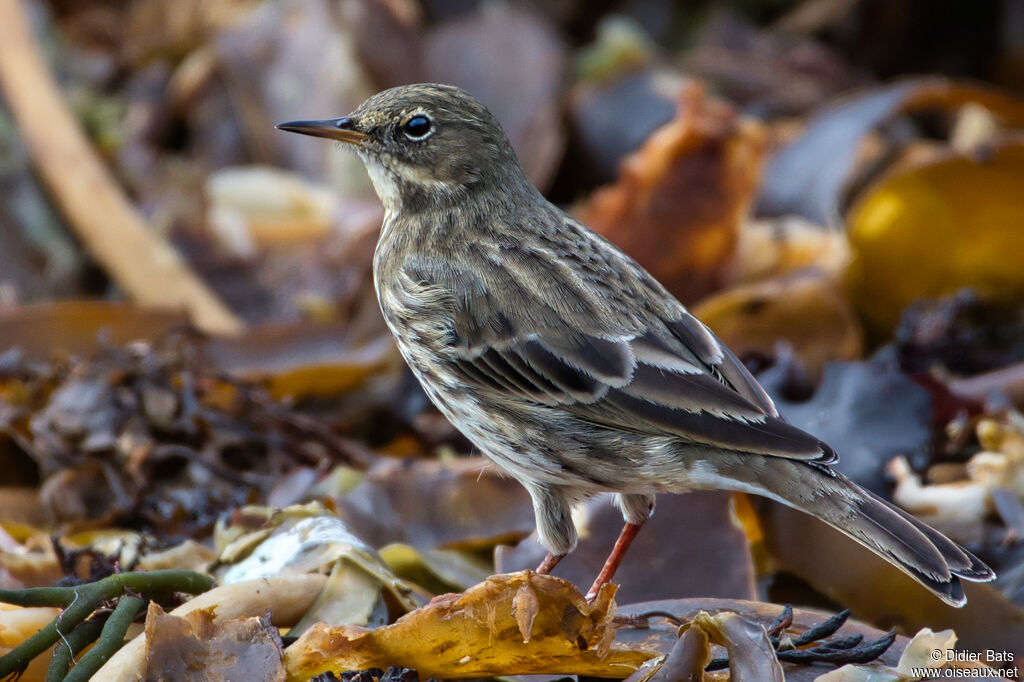 European Rock Pipit