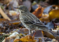 European Rock Pipit