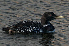Plongeon à bec blanc