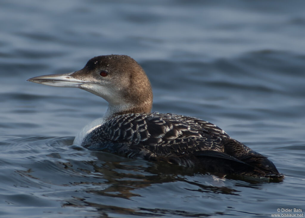 Common Loon