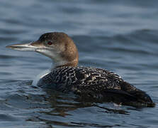 Common Loon