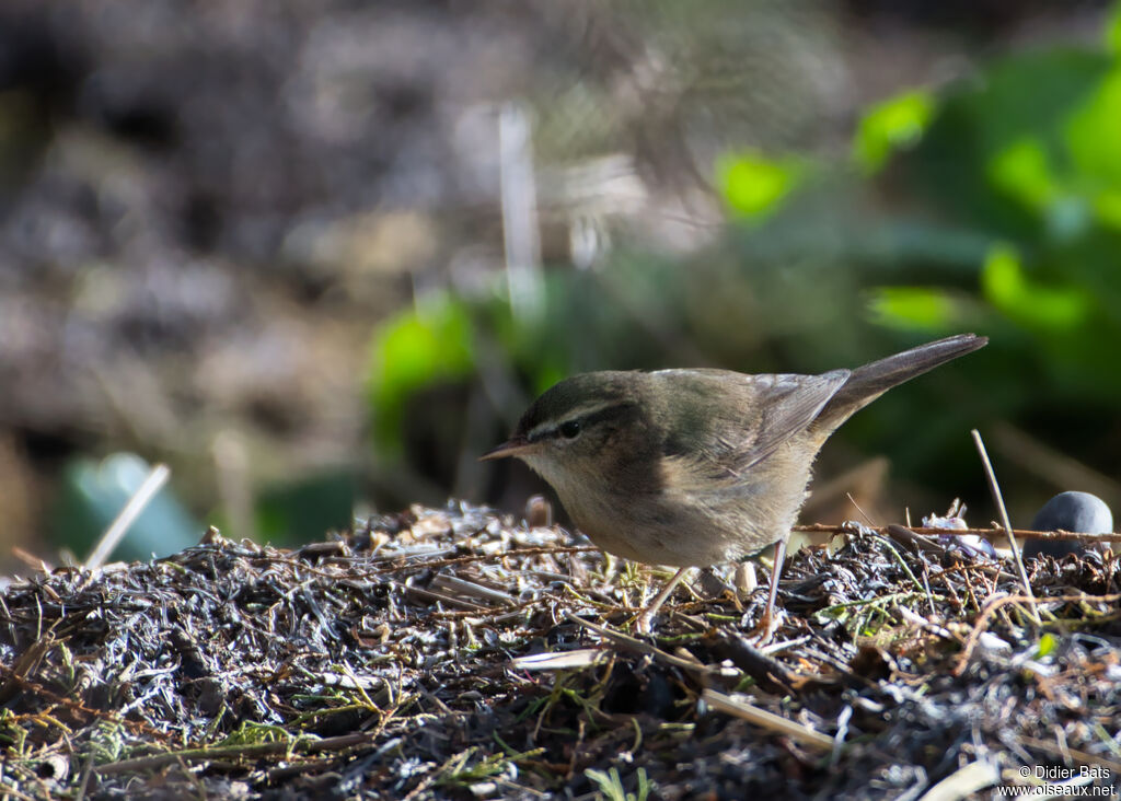 Dusky Warbler