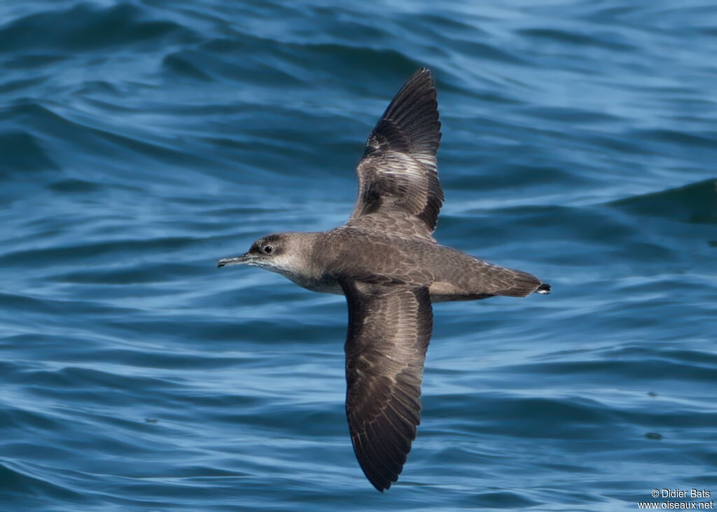 Puffin des Baléares