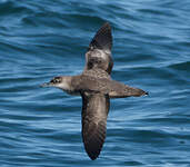 Puffin des Baléares