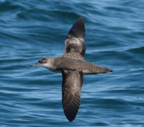 Balearic Shearwater