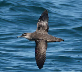 Puffin des Baléares