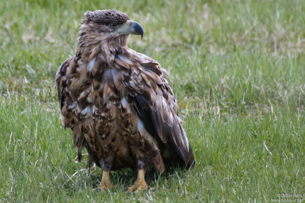 Pygargue à queue blanche