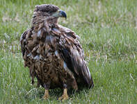 Pygargue à queue blanche