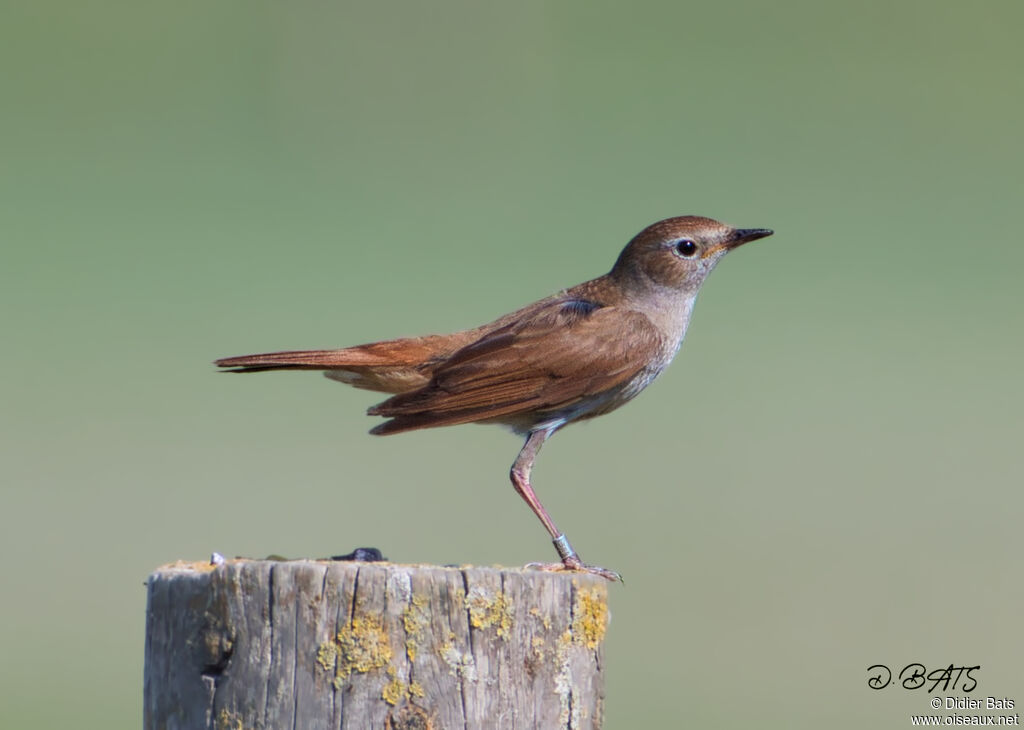 Common Nightingale