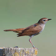 Common Nightingale