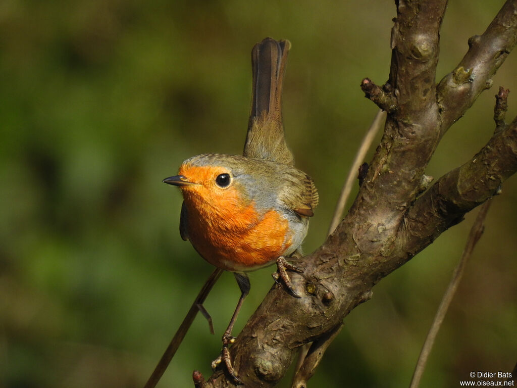 European Robin