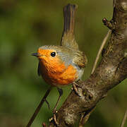 European Robin