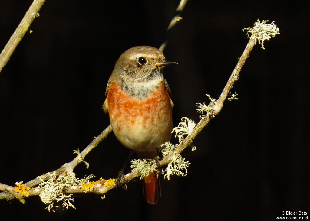 Common Redstart