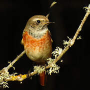 Common Redstart