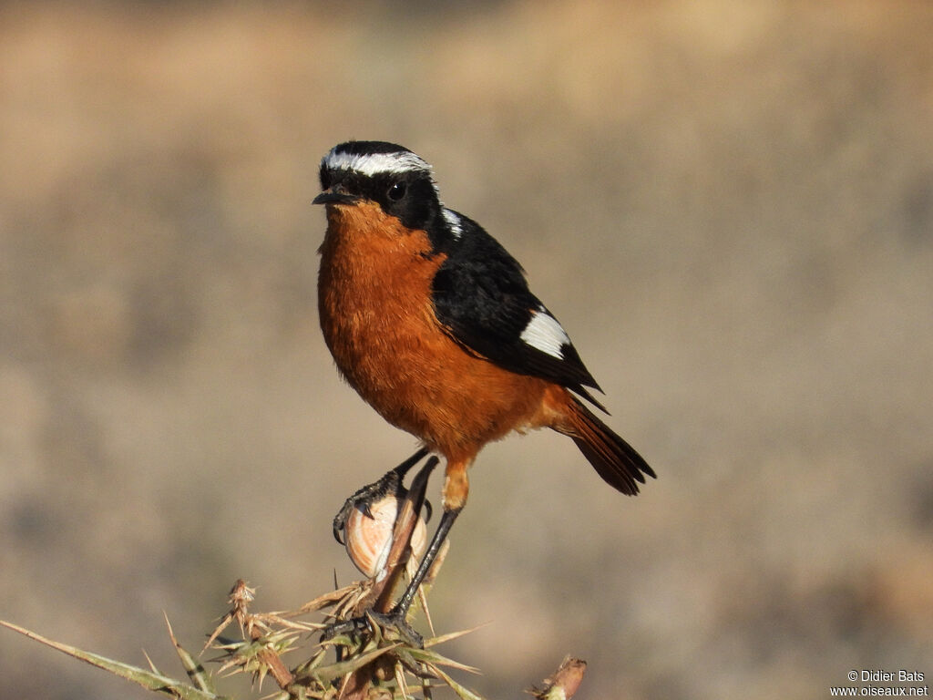 Moussier's Redstart