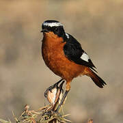 Moussier's Redstart