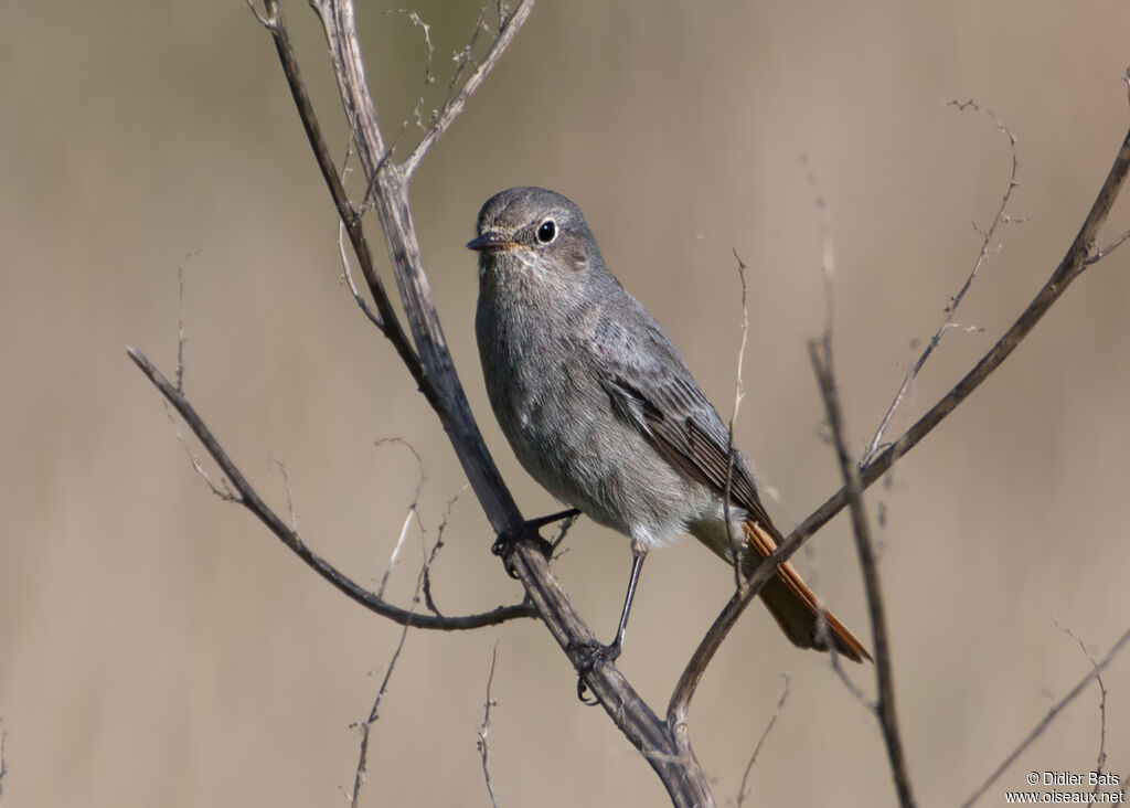 Black Redstart female