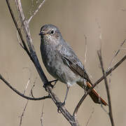 Black Redstart